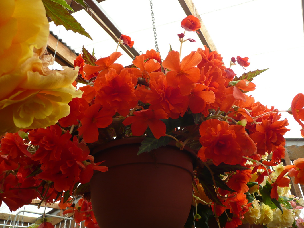 B. ‘Red Basket’